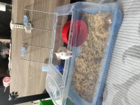 Çok Şirin Yavru Hamsterler Suriye ve Gonzales