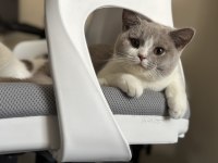 ÇOK UYSAL PRENSES KEDİMİZ 1 YAŞINDA