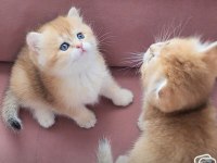 SAFKAN BRİTİSH SHORTHAİR GOLDEN BEBEKLER