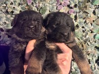 Burkemden safkan alman çoban köpeği yavruları