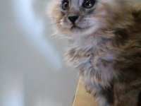 Maine Coon Yavrular