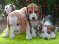 Türkiye Geneli Gönderimli Beagle Yavruları