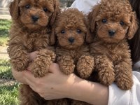 Poodle’da Kaliteyi İlk Bakışta Fark Edin