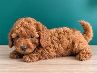 Sevimli Poodle Bebekler