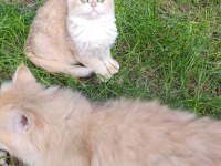 Show Kalite Orange British Shorthair Ny12