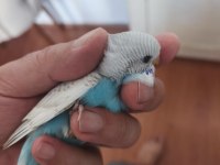 YAVRU MUHABBET KUŞU BULUNUR.