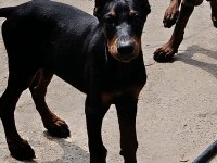 A scr Doberman yavruları