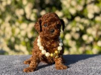 Kore kan poodle yavrularım