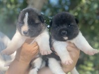 Amerikan Akita Yavrularımız