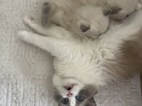 Ragdoll dişi ve erkek yavrular
