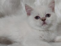 2 aylık british shorthair
