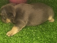A kaliteli french bulldog yavrularım