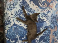 MAVİ RUS KEDİSİ