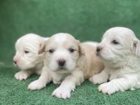 Kar beyaz maltese bebekler