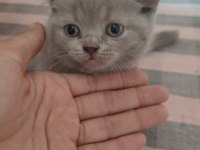 bu guzel yavrulara yuva ariyoruz