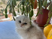 Scottish fold kırık kulak