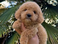 TOY POODLE KÖPEĞİMİZ YENİ YUVASINA HAZIR