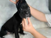 Hem ev hem bahçeye uygun ırk cane corso