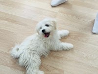 Maltipoo Yavrularımız