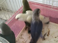 Ele Alıştırmalık Sevda Ve Cennet Yavrular