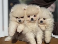 Show Kalite Tea Cup Pomeranian Boo Yavrularımız