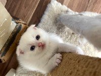 Minik scottish fold mutluluklar