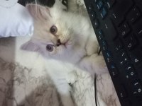 Son 2 erkek british longhair