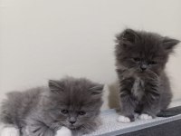 37 günlük kediler mama ve tuvalet eğitimleri var