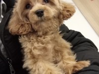 Terrier yavru