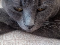 Russian blue kedimiz oyun canlısı
