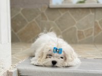 MALTESE SAFKAN IRK