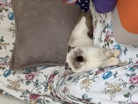 Scottish fold blue point kedime erkek arıyoruz