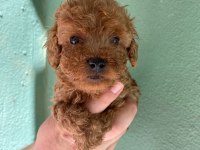 Irk ve sağlık garantili toy poodle yavrularım