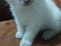 Scottish fold blue point