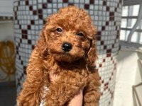 Toy Poodle Yavrularımız