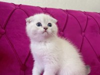 Safkan scottish fold yavrumuz