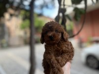 Kore Kan Toy Poodle Erkekler