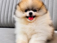 Irk ve sağlık garantili pomeranian boo bebekler