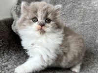 Dişi bicolor lilac long perfect british longhair