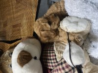 2 aylık toy poodle köpeğimiz