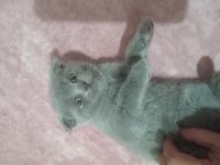 Minnoş scottish fold kedimize yeni yuva arıyoruz