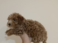 Kıvırcık Dişi Maltipoo Bebek