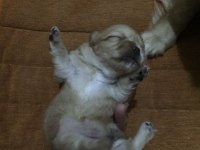 0-3 Aylık Küçük Irk Tibet Spaniel