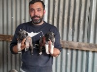 Kangal yavruları ve damızlık mevcut