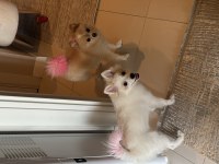 Pomeranian Spitz Beyaz Oyuncu sevecen tanemim dişi 4 aylık