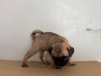 GARANTİLİ PUG BEBEKLER
