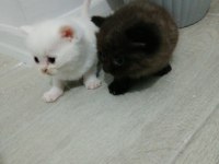 Son kalan erkek yavru british shorthair
