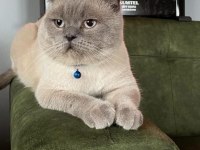 SAHİBİNDEN ÜCRETSİZ KEDİMİZ