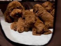 Toy poodle bebeklerimiz