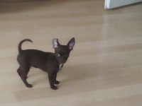 4 aylık erkek chihuahua